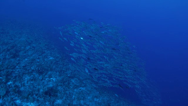 深海暗礁中的大型鲹鱼群视频素材