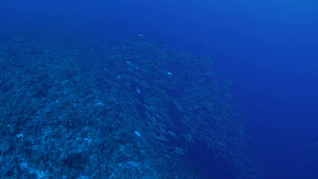 Trevally jack在深海中学习视频素材