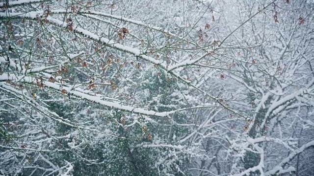 暴风雪中的树枝视频素材