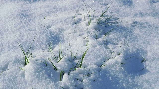 地上是冬雪，地上是春草视频素材