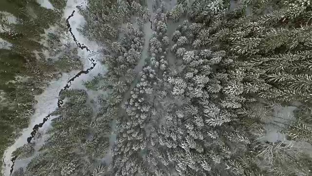 空中的背景。在寒冷的高山森林里，高过冰雪覆盖的树木。视频素材