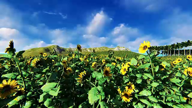 阳光花田在一个美丽的日子视频素材