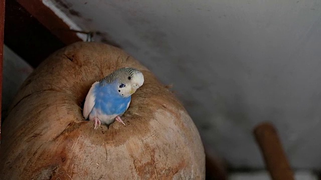 蓝色小鹦鹉在笼子里抱着干椰子视频素材