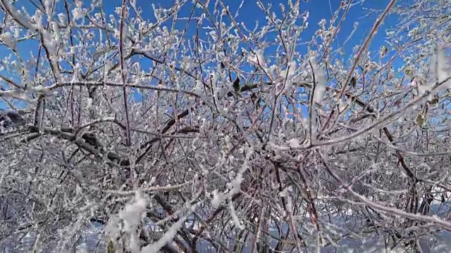 冰雪覆盖的树木在一个冬季城市公园。视频素材