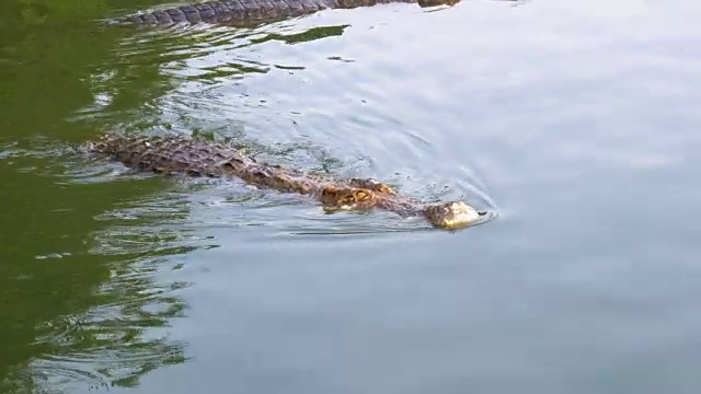 鳄鱼在绿色的沼泽水里游泳。泥泞的沼泽河。泰国。亚洲视频素材