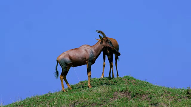 Topi On Hill masai Mara，肯尼亚，非洲视频素材