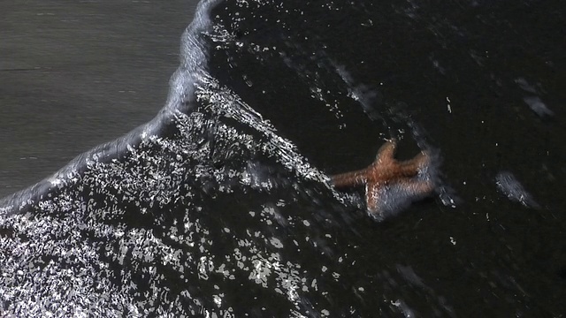 海星在冲浪视频素材