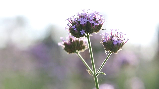 近景日落时的花田。视频素材