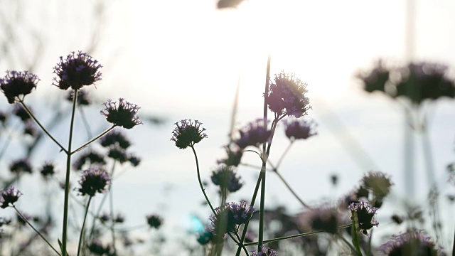 近景日落时的花田。视频素材