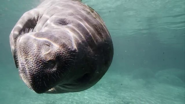 野生海牛视频素材