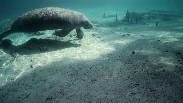 野生海牛视频素材