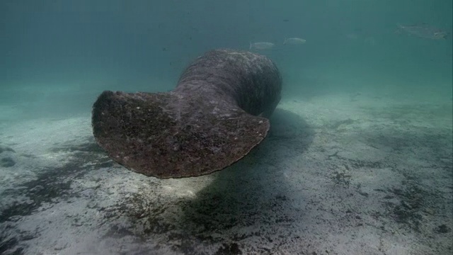 野生海牛视频素材