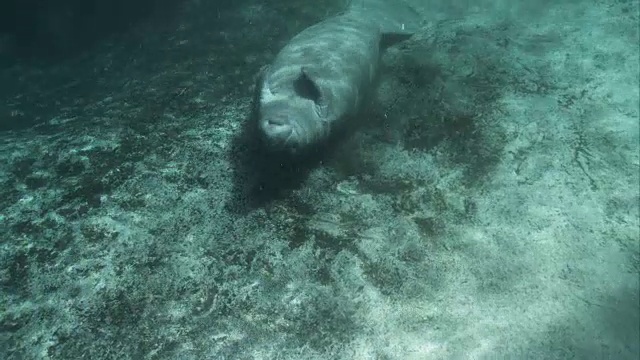 野生海牛视频素材