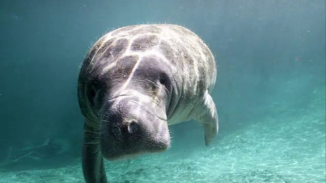 野生海牛视频素材