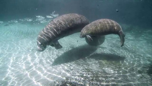 海牛妈妈和小牛视频素材