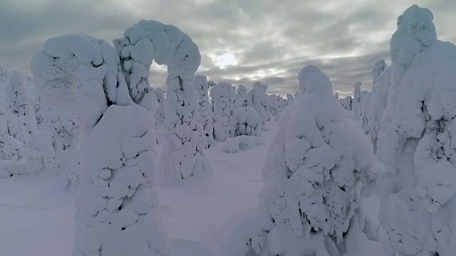 芬兰拉普兰航空镜头-大雪森林视频素材