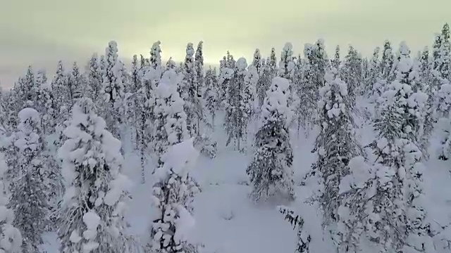 芬兰拉普兰航空镜头-大雪森林视频素材