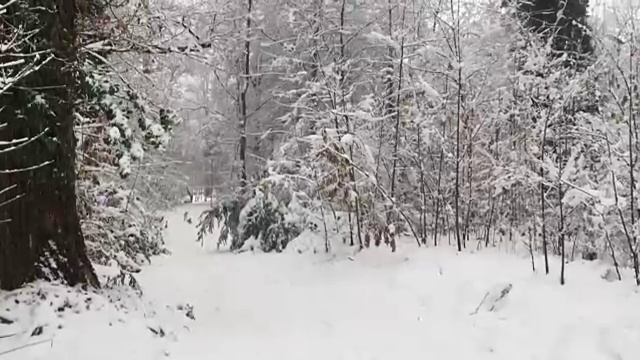 森林小路上的雪视频素材