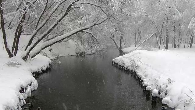 野鸭在冬天下雪的河里寻找食物视频素材