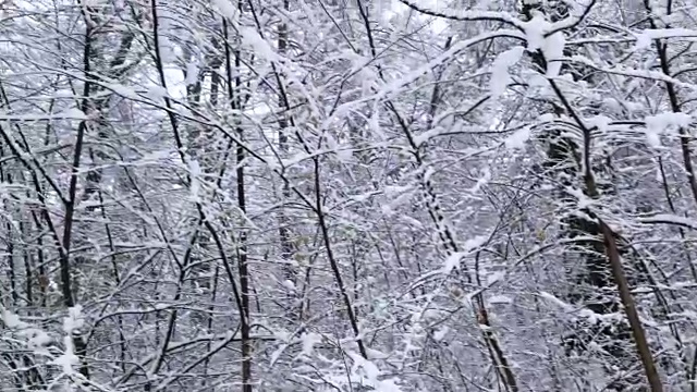 树木光秃秃的森林里正在下雪视频素材