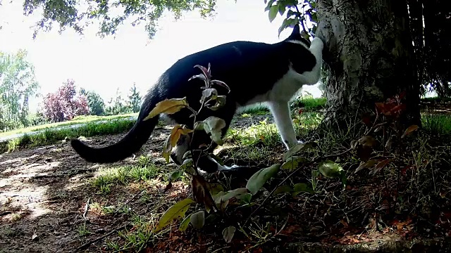 可爱的小猫在花园里视频素材