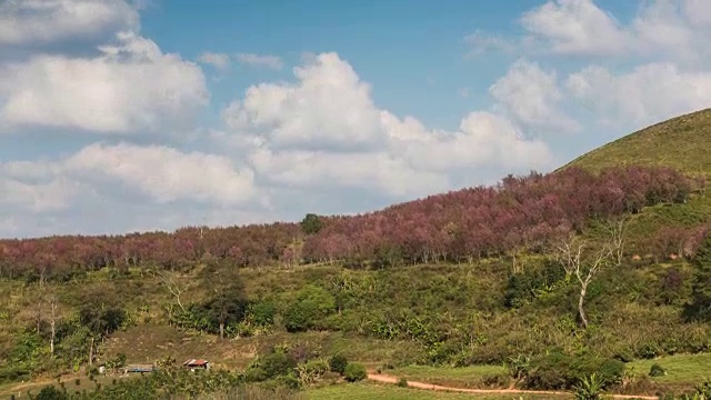 富罗姆罗山上的樱花视频素材