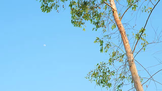 在夏天，蓝天和随风飘动的树木。视频素材