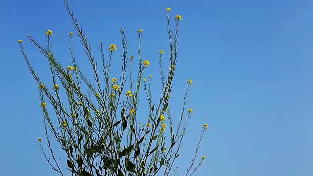 芥末作物视频素材