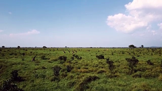 天线:坦桑尼亚米库米野生动物园里的长颈鹿视频素材