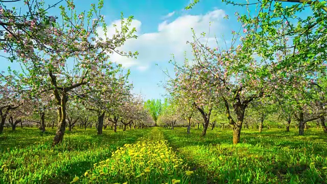 苹果园开花，延时滑块视频素材