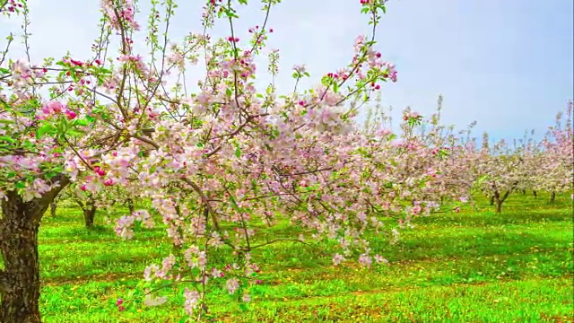 苹果园开花，延时滑块视频素材