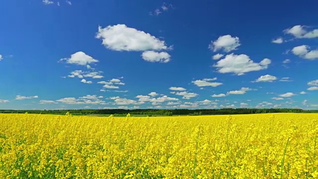 油菜,全景视频素材