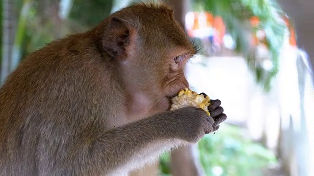 猴子在丛林里吃玉米。泰国视频素材