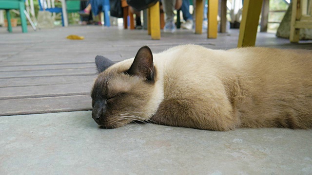 特写肖像睡觉的猫视频素材