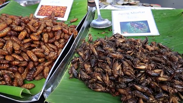 泰国街头小吃:烤香粉虫，虫子，油炸幼虫，泰国视频素材