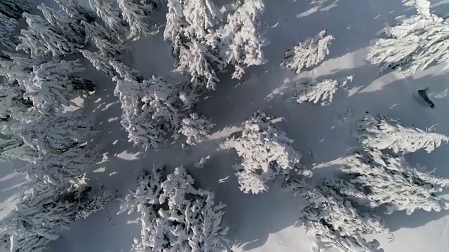 电影雪空中漂浮在冰冻的树木在新鲜的粉末视频素材