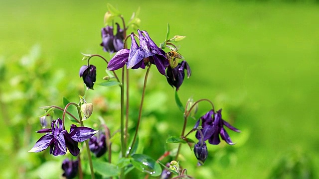 耧斗菜花和大黄蜂视频下载