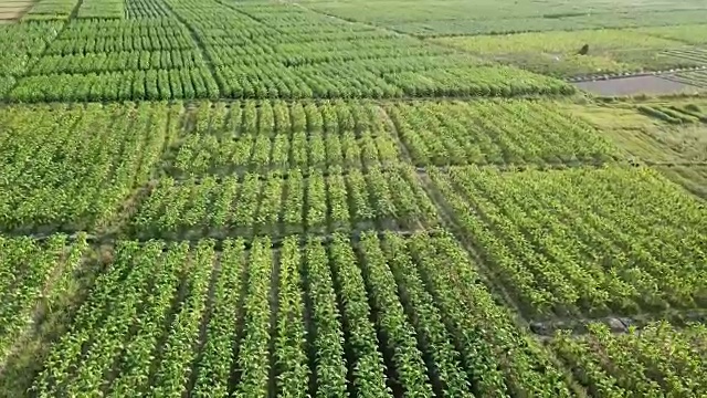 烟草作物农田高空鸟瞰4K运动(坠落)视频素材