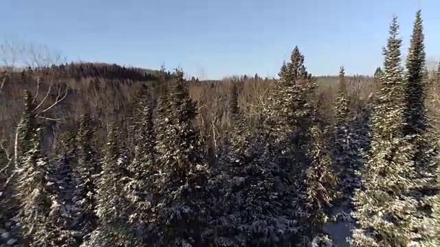 鸟瞰图通过积雪覆盖的树顶视频下载