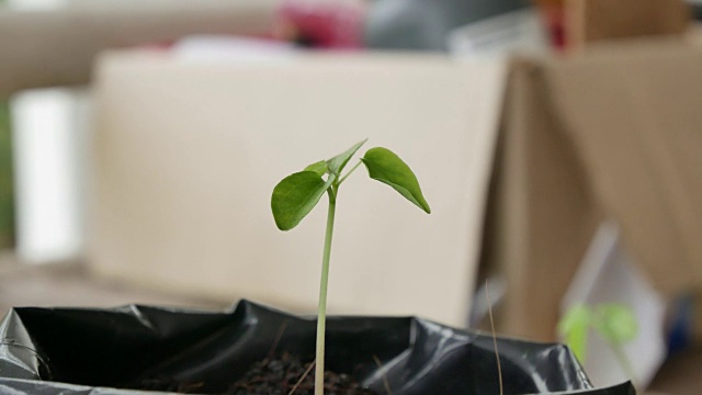 绿色植物的自然背景。视频素材