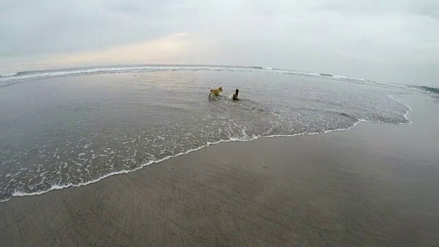 两只狗松开了皮带，一起在海里玩耍嬉戏视频素材