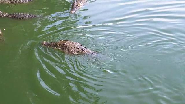 鳄鱼在绿色的沼泽水里游泳。泥泞的沼泽河。泰国。亚洲视频素材