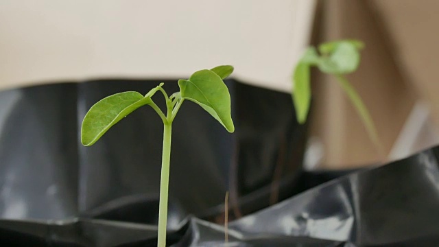 绿色植物的自然背景。视频素材