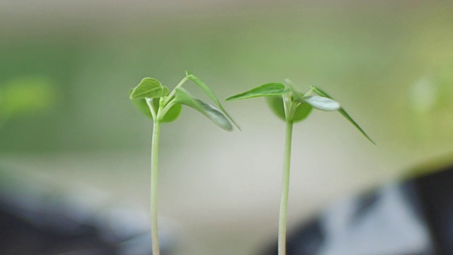 绿色植物的自然背景。视频素材