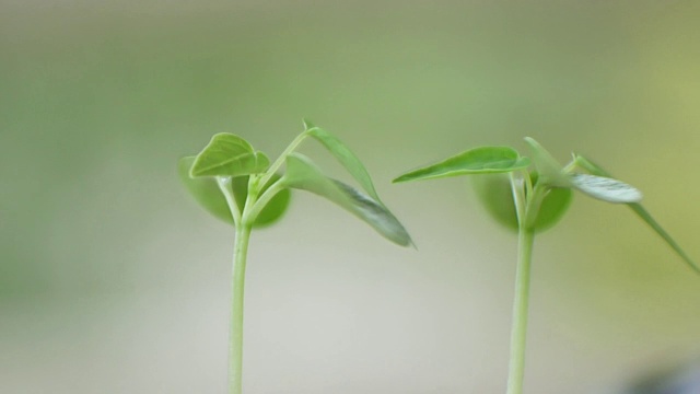 绿色植物的自然背景。视频素材