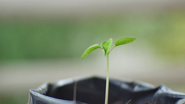 绿色植物的自然背景。视频素材