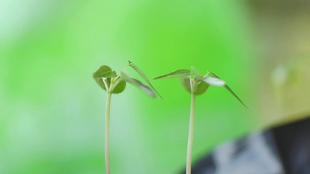 绿色植物的自然背景。视频素材