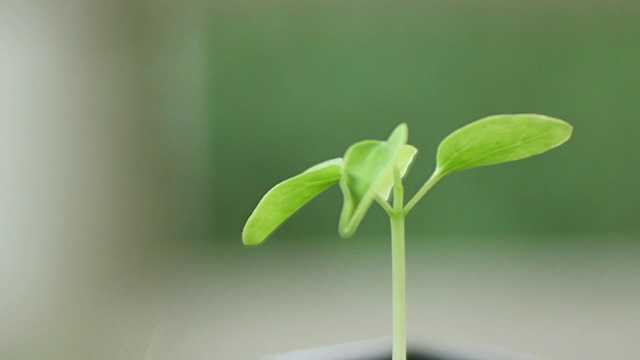 绿色植物的自然背景。视频素材