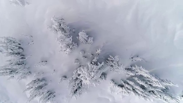 空中冰冻森林树木的白色粉末雪背景视频素材