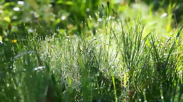 清晨，露珠下的鲜草在风中摇曳视频素材